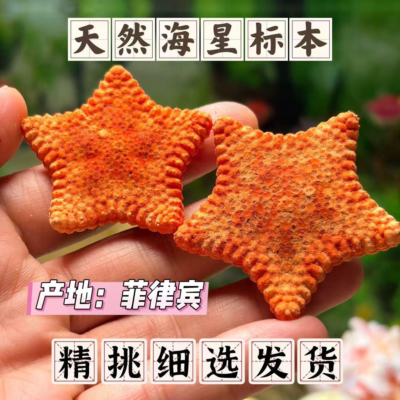 稀有天然橙色饼干海星标本