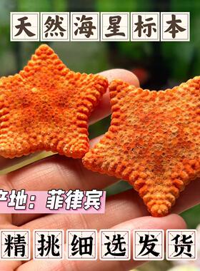 稀有天然橙色饼干海星标本