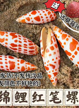 纯天然红色锦鲤笔螺家居装饰收藏