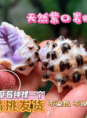 天然紫口岩螺紫色齿螺