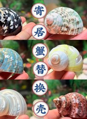 天然海螺贝壳寄居蟹替换壳牛油果螺鱼缸造景水族箱装饰海螺摆件