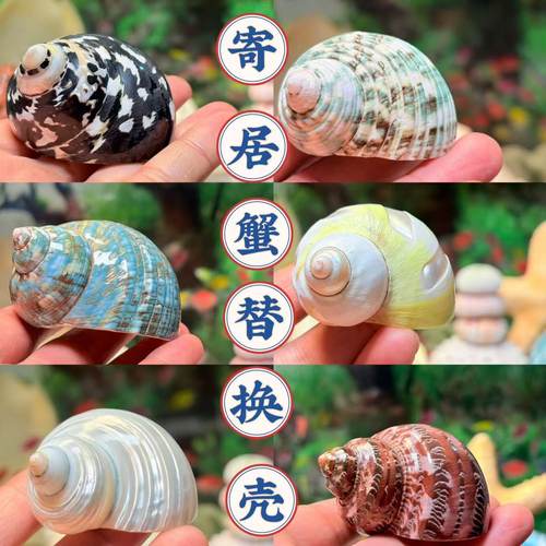 天然海螺贝壳寄居蟹替换壳