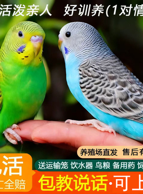 虎皮鹦鹉包活包说话手养鹦鹉活体小型宠物鸟观赏鸟类小鸟雏鸟公母
