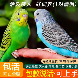 虎皮鹦鹉包活包说话手养鹦鹉活体小型宠物鸟观赏鸟类小鸟雏鸟公母
