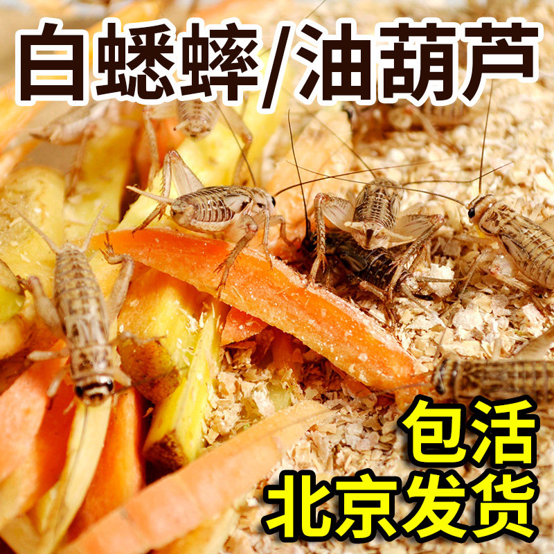 黑蟋蟀油葫芦成体白蟋蟀活物爬虫针头蟋蟀饲料龙鱼守宫饲料蛐蛐