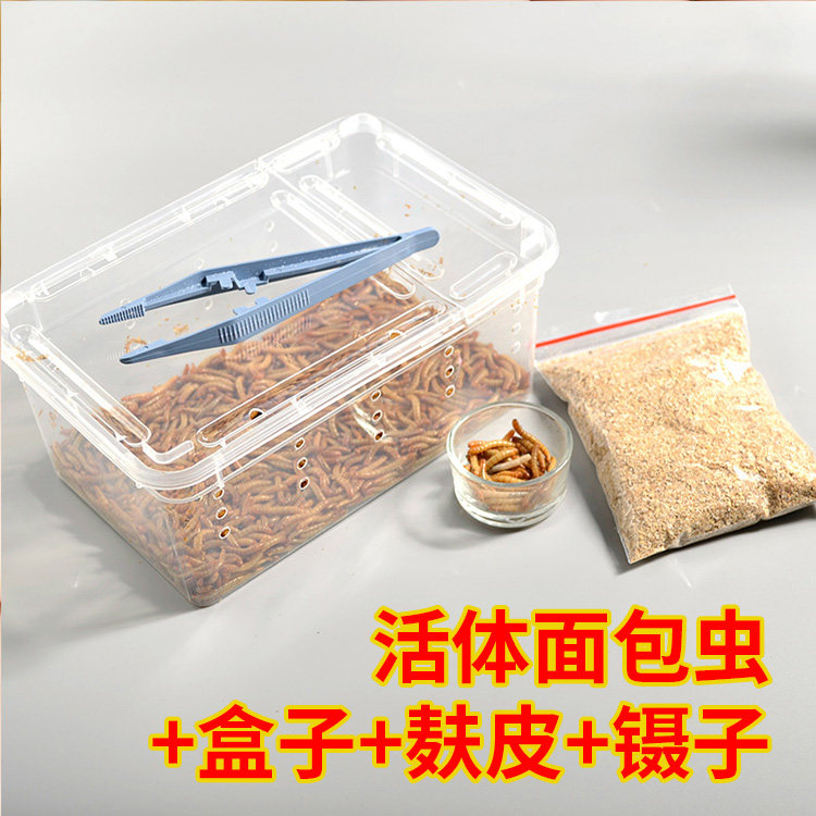 面包虫活体包邮黄粉虫活体宠物饲料面包虫龙鱼蜥蜴龟蛙麻雀开口虫
