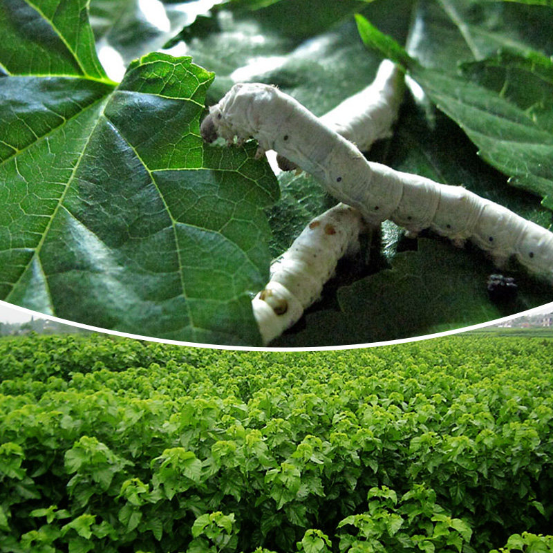 新鲜桑叶现摘北京蚕宝宝饲料学生图片