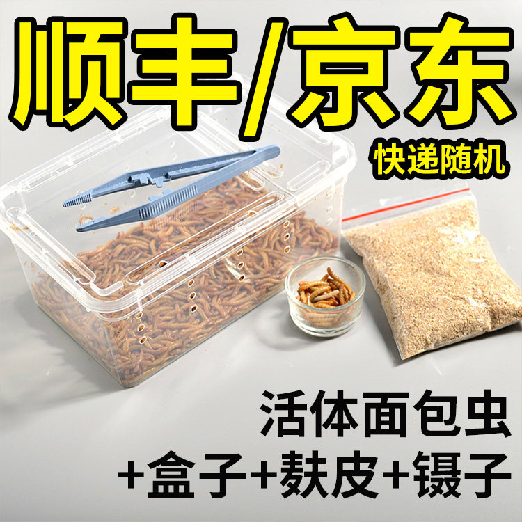 顺丰京东面包虫活体包邮黄粉虫宠物饲料龙鱼蜥蜴龟蛙麻雀开口虫