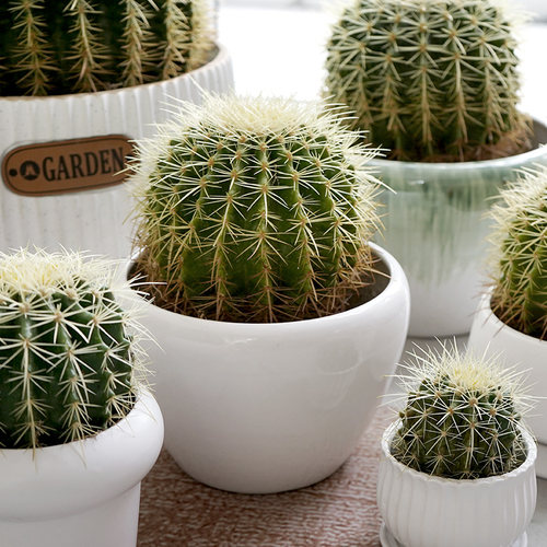 仙人球多肉仙人科植物窗台易养活