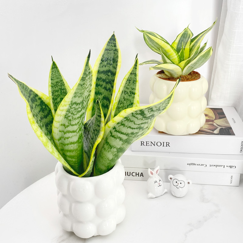 虎皮兰办公室内桌面净化空气