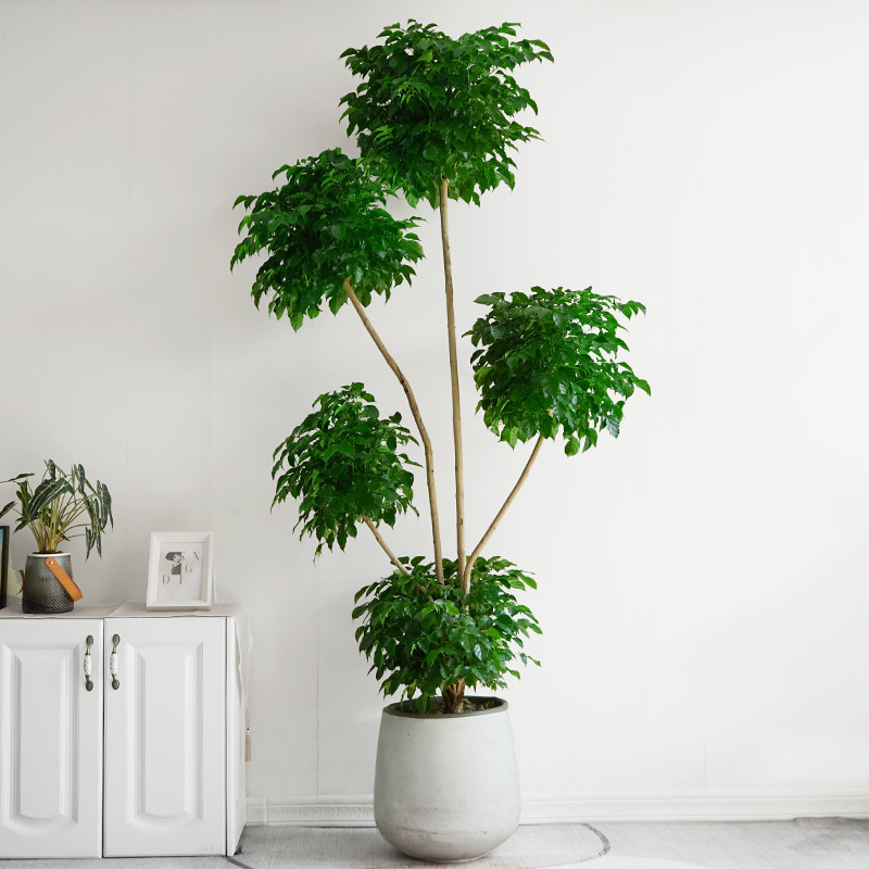 幸福树盆栽绿植室内净化空气包邮