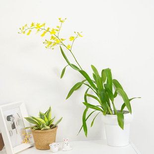金叶子跳舞兰盆栽带花苞蜜糖文心兰室内兰花常绿植物洋兰礼品花卉