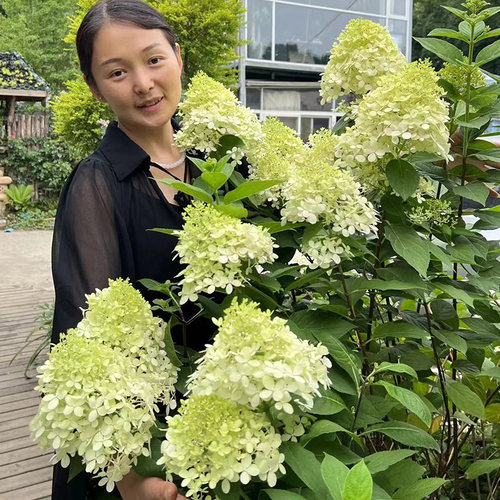 圆锥绣球庭院花卉园造景耐热寒