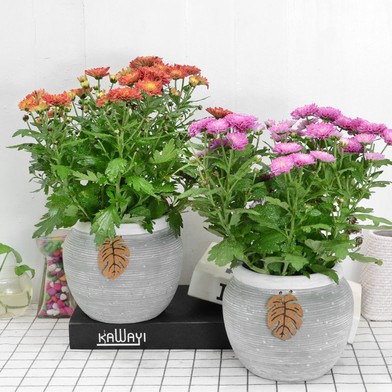 小菊花绿植盆栽阳台庭院观赏花卉开花植物时令花卉多色可选