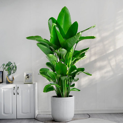 绿植天堂鸟观叶成都除甲醛鹤望兰