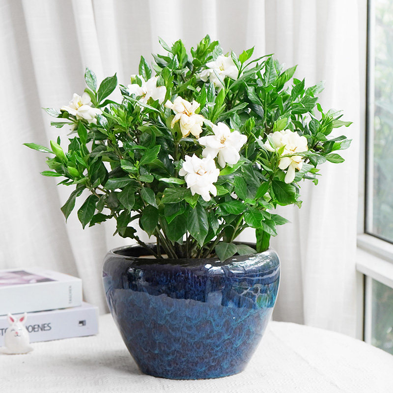 金叶子四季栀子花盆栽室内外阳台庭院花园海栀子常绿植物浓香花卉