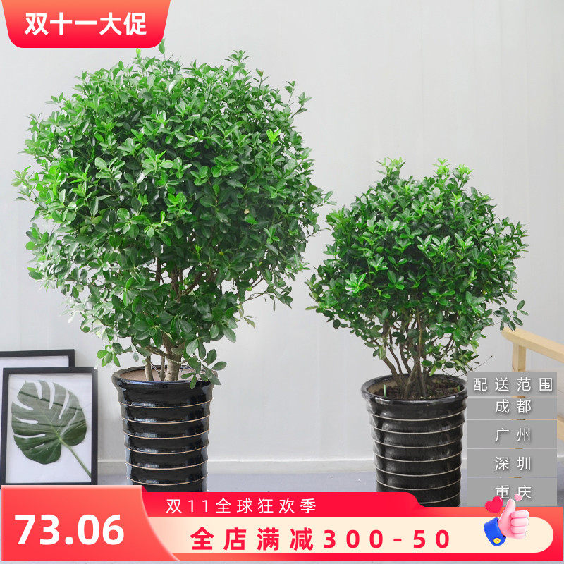 万年青本地万年青绿室外阳台庭院花园常绿观叶植物耐寒盆栽地栽