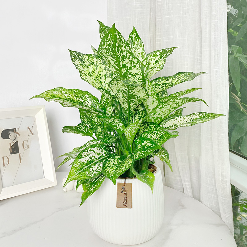 万年青办公桌面净化空气耐阴绿植