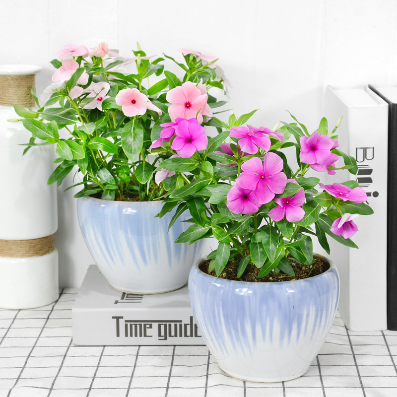 Periwinkle Season Bloom outdoor balcony flowers and plants Green plant Potted plant Botany bonsai Chengdu Gold leaf Same cityin the Flower delivery/Flowers simulation/Plants gardening , Flowers/Potted plants (New) , Plants  category - from Buy2taobao.com to provide professional Taobao agent buy service