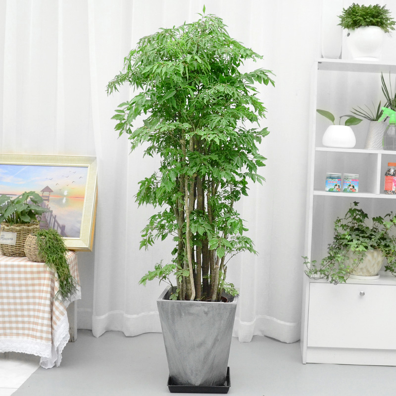 福禄寿/羽叶福禄桐绿植盆栽办公室内大型植物开张乔迁送礼盆景