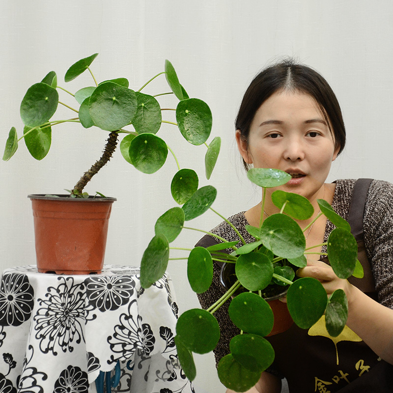 老桩镜面草绿植盆栽ins北欧网红室内桌面好养观叶小植物全国包邮-封面