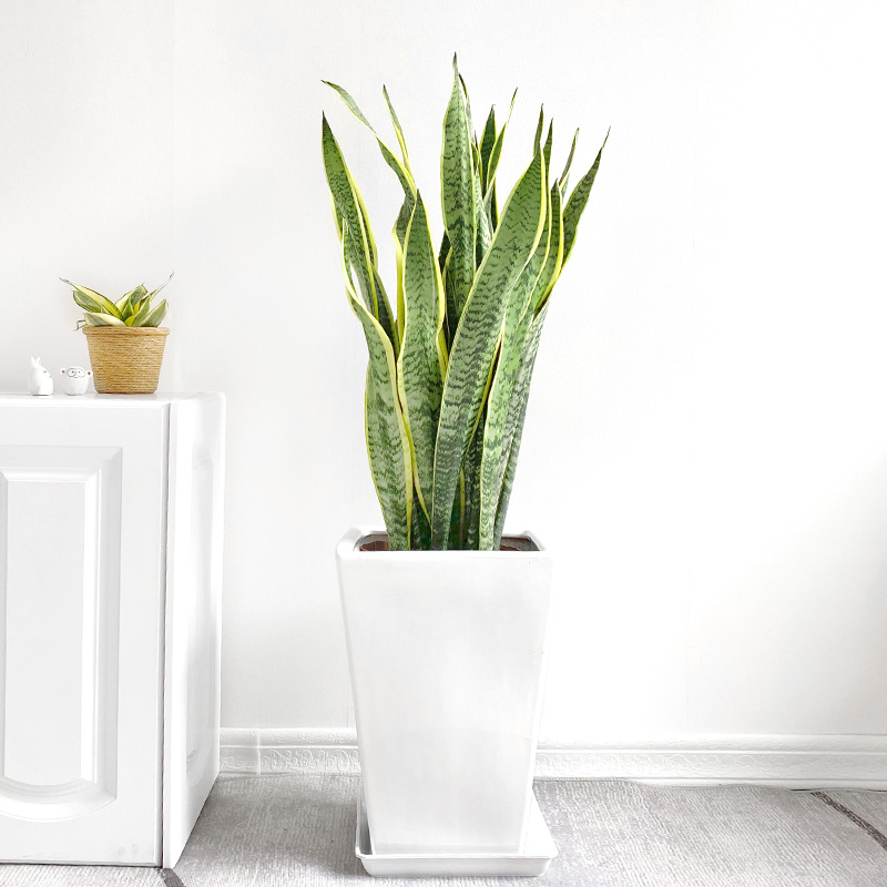 长叶虎皮兰金边植物办公室易养活