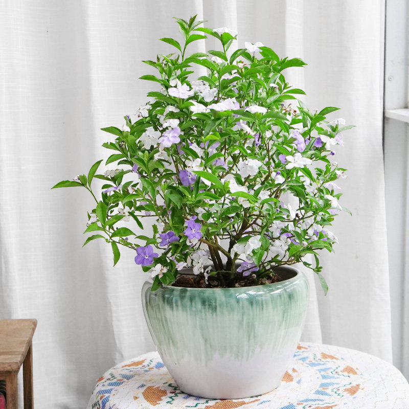 金叶子双色茉莉花盆栽阳台庭院四季好养鸳鸯茉莉观花植物净化空气