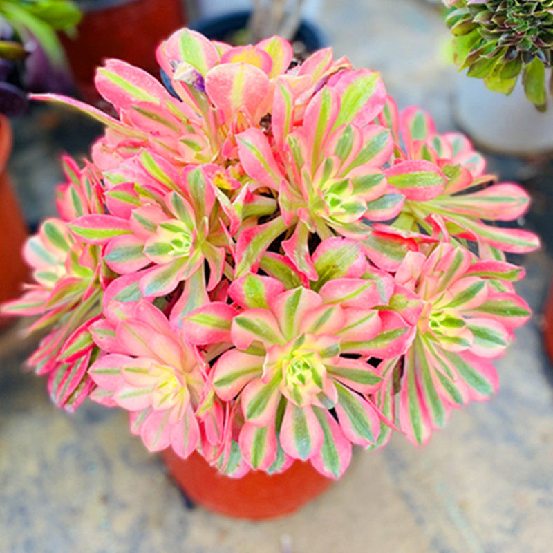 满十八包邮 粉女巫一物一拍 法师老桩 群生 室内阳台窗台庭院花卉