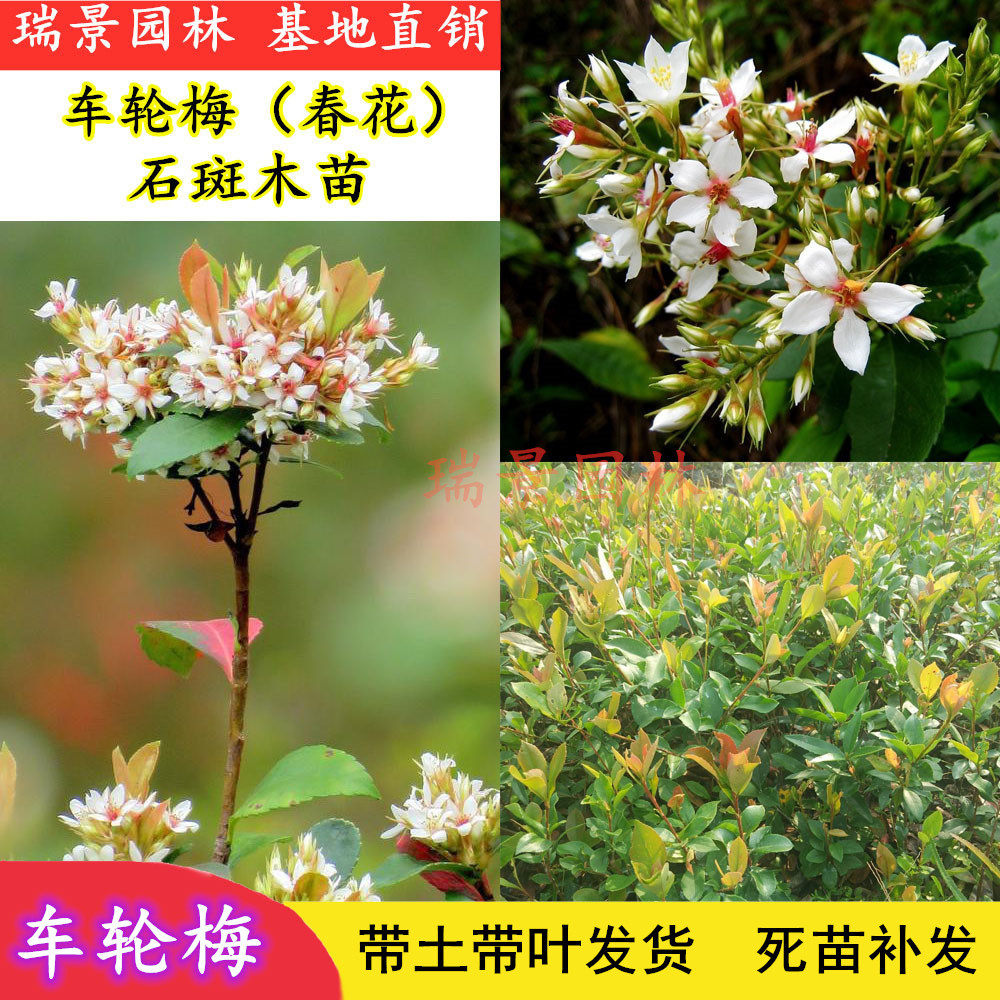 春花车轮梅庭院绿化绿植树苗 四季常绿石斑木苗当年开花阳台盆栽