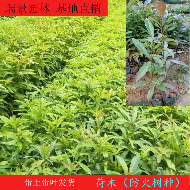 木荷树苗 绿化造林树苗正宗荷木防火树种 木荷苗荷木树苗绿化树苗