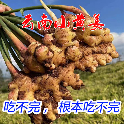 【现挖现发】新鲜云南小黄姜生姜嫩姜老姜月子姜时令蔬菜5斤包邮