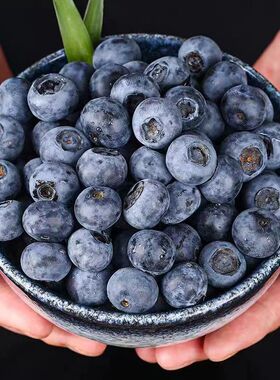 现摘现发云南新鲜露天蓝莓当季时令孕妇水果酸甜大果果园采摘包邮