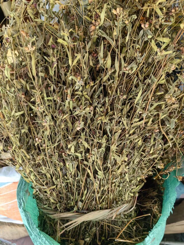 金香炉草中草药大香炉天香炉中药材小金钟 金石榴 新鲜干货
