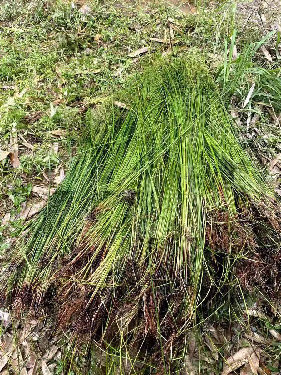野生灯芯草中药材野生灯心草水灯芯龙须草虎须草赤须利水清热图片