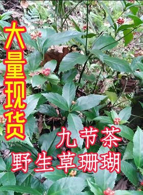 福建野生肿节风中药材草珊瑚干品切段九节风中草药九节茶野生批发