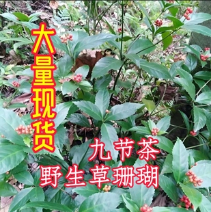 福建野生肿节风中药材草珊瑚干品切段九节风中草药九节茶野生批发