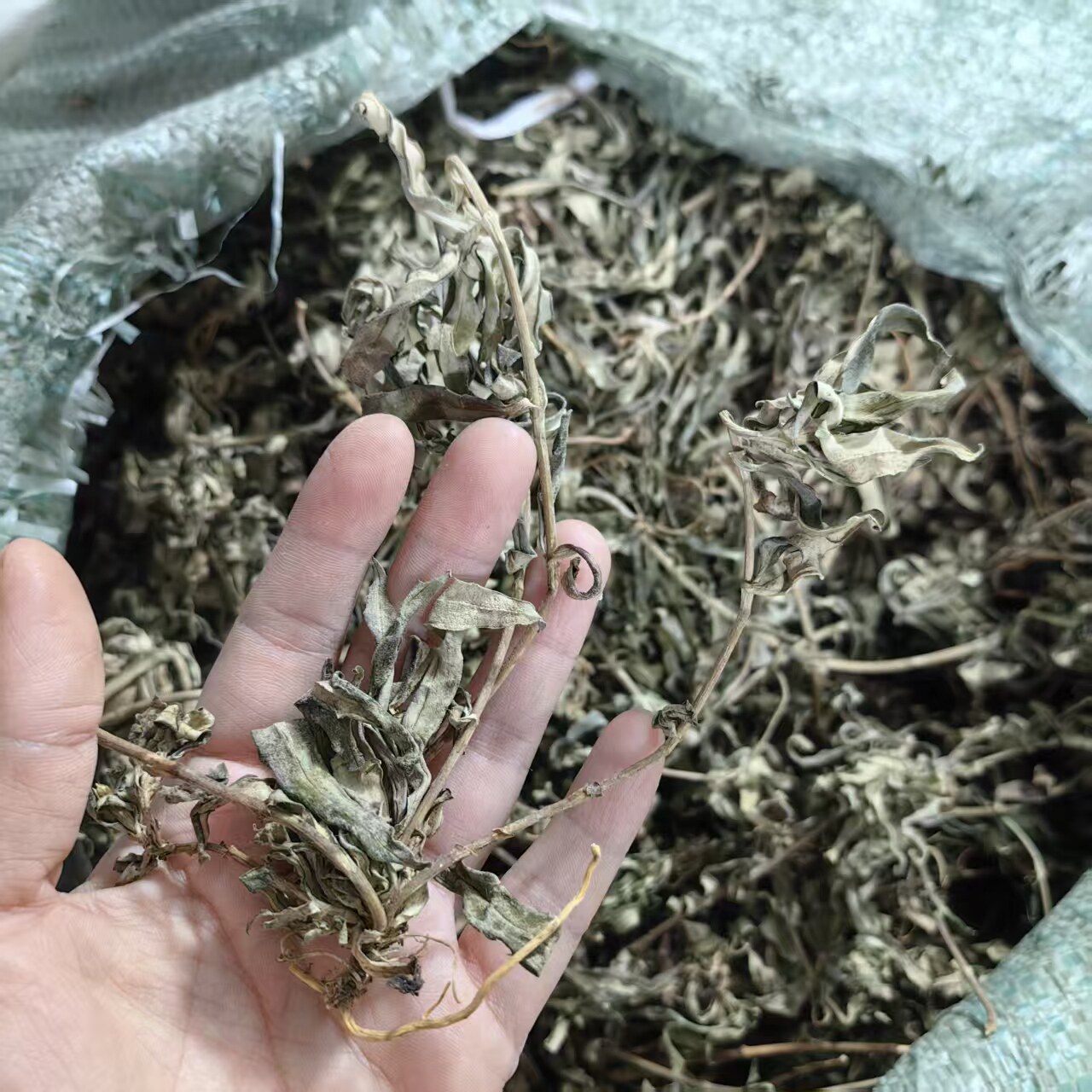 龙胆草 宝地莲 九头青 簇花龙胆 落地荷花 鲤鱼龙胆草 包邮