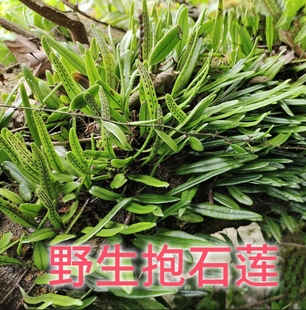 野生抱石莲中药材 抱石连 石瓜子 瓜米菜 干货飞莲草250g包邮