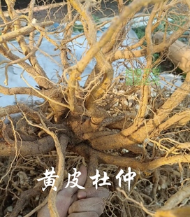 野生黄皮杜仲根 金丝杜仲 土杜仲 树杜仲 黄鸡脚 龙抬头 疏花卫矛