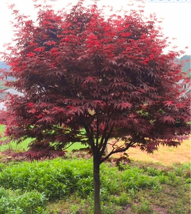 中国红枫树苗四季中国红庭院红枫小苗小苗园林绿化苗木工程苗