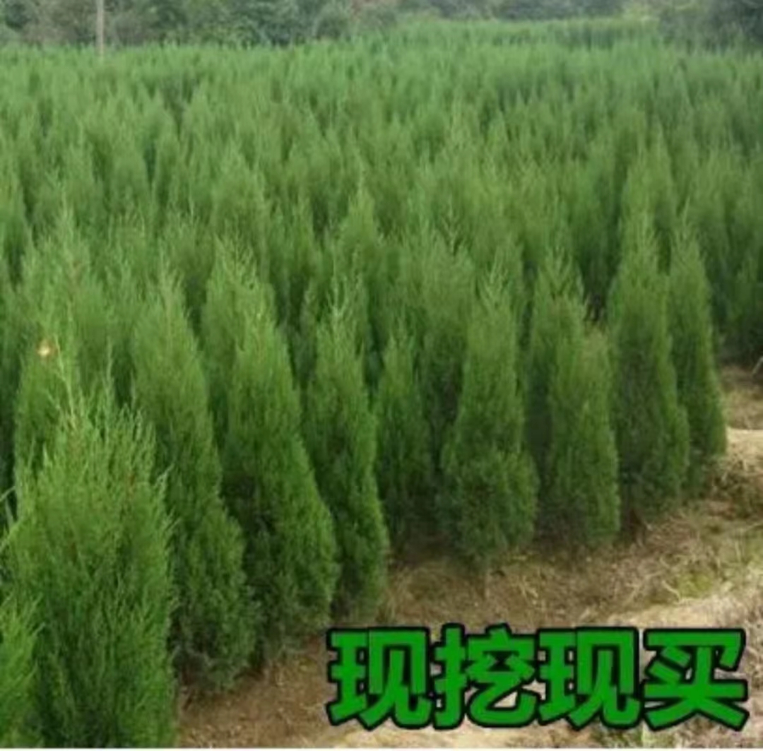 柏树苗松柏侧扁柏圆柏松树塔柏宝塔松龙柏苗墓地柏树四季青