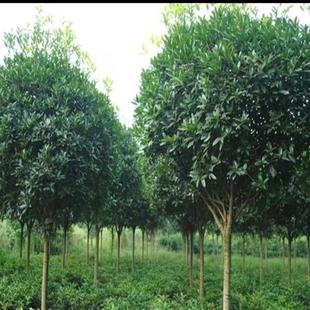 四季发财树高杆女贞树苗木庭院四季常青风景树大叶女贞树苗美满树