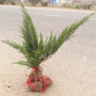 沙地柏树苗绿化苗木工程护坡防风沙地柏小苗爬柏沙地柏苗行道树苗
