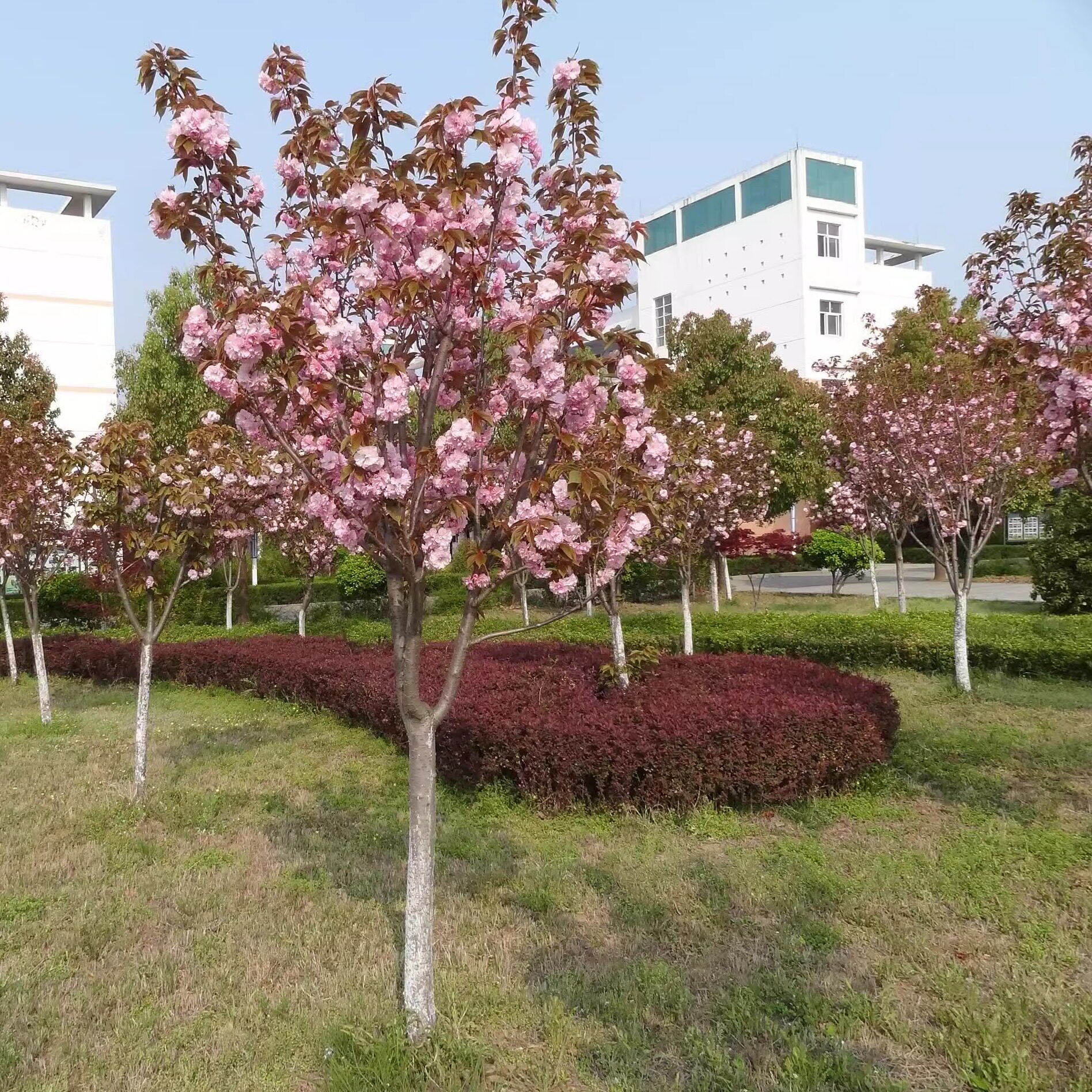 樱花树苗庭院高杆樱花树别墅地载花园观赏植物树苗重瓣晚樱早樱花