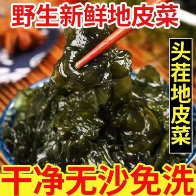 新货地软地皮菜野生免洗干货地衣菜新鲜地达菜特产地耳