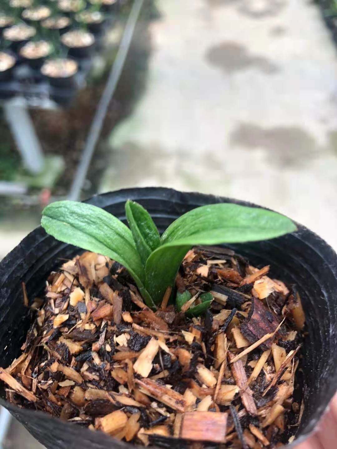 超靓袖珍墨兰粗皮矮种圆头珍珠龙容易开花超香满屋飘香趣味兰花