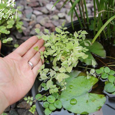 龟缸彩叶水芹耐热耐寒水生沼泽过滤水池水陆造景阳台花园挺水植物