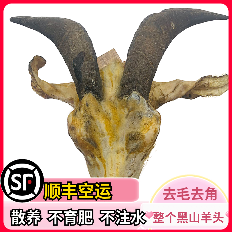 农家散养黑山羊黑山羊羊头羊脑袋