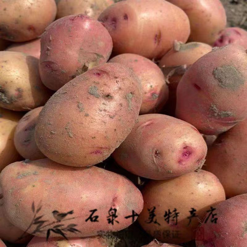 陕西安康石泉农家自种老品种马铃薯红皮洋芋新鲜红皮土豆 5斤包邮