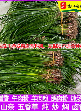 贵州新鲜五香草三奈山赖随手香牛羊粉炖炒焖卤料去腥增香食用香料